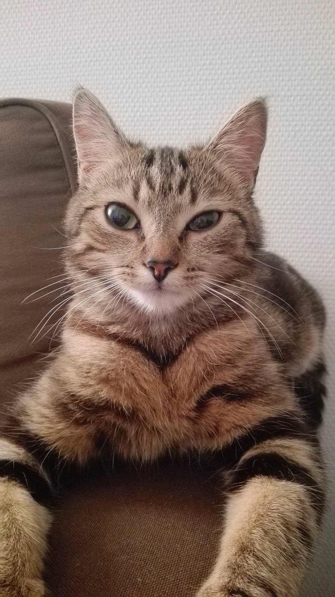 Mimie participe au concours pour gagner de l'argent avec cette photo : art, carnivore, cat, claw, domestic_short_haired_cat, felidae, fur, paw, photo_caption, sitting, small_to_medium_sized_cats, snout, tail, terrestrial_animal, whiskers, window