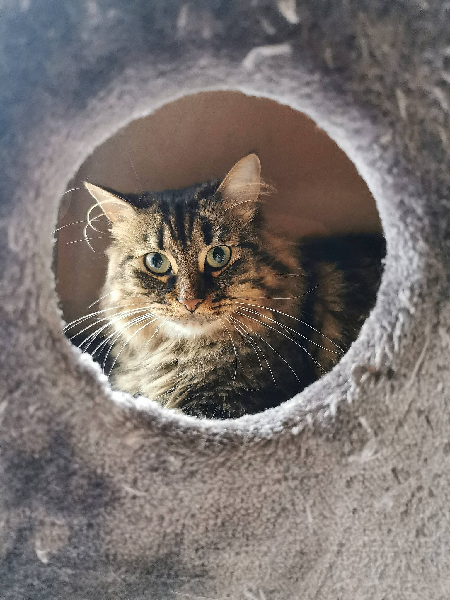 Oggy a rejoint le concours — aidez-le/la à gagner de superbes lots ! carnivore, cat, circle, close_up, domestic_short_haired_cat, door, felidae, fur, grey, monochrome, monochrome_photography, small_to_medium_sized_cats, snout, soil, terrestrial_animal, tree, whiskers, wildlife, window, wood