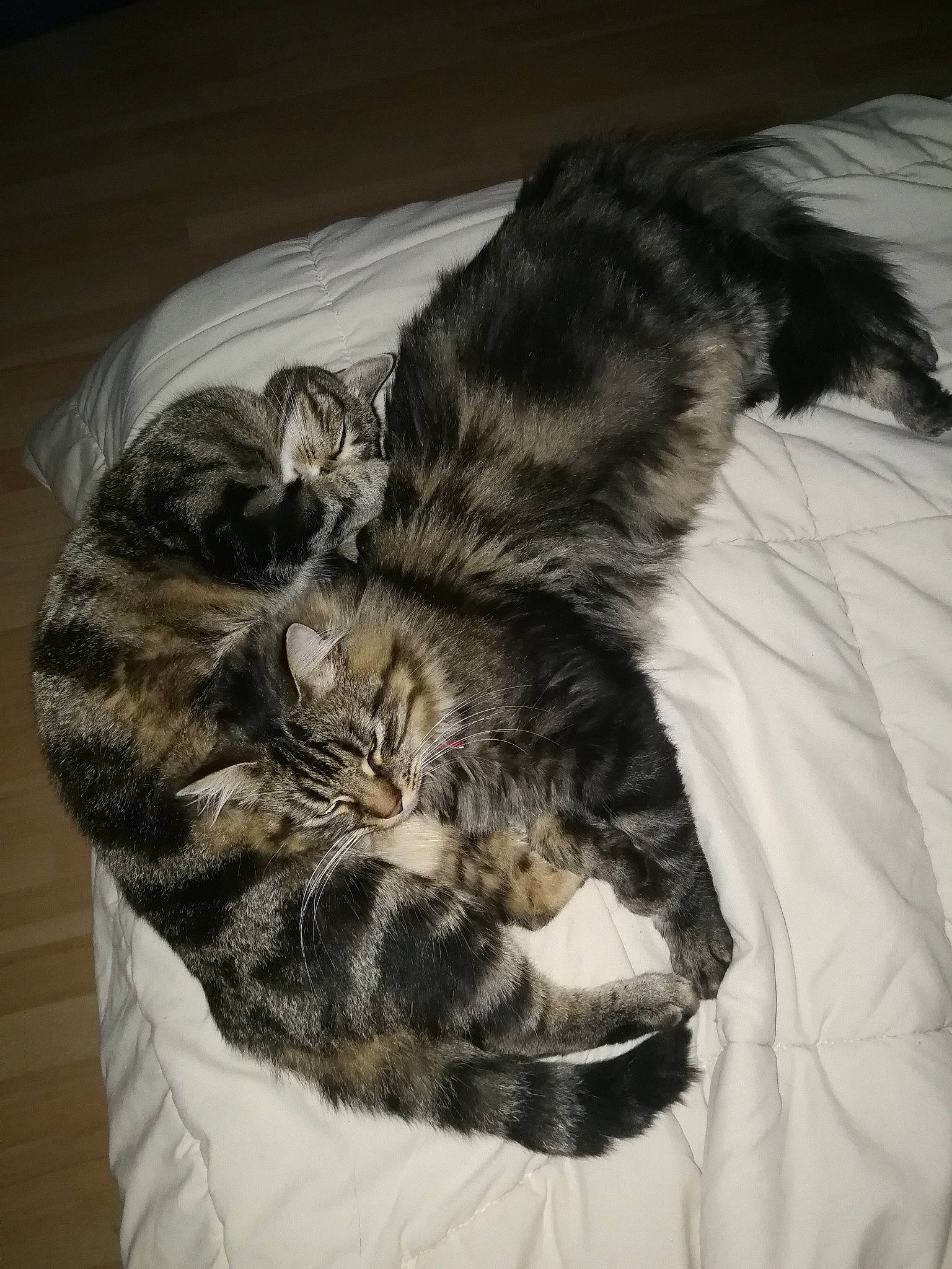 Oggy participe au concours pour gagner de l'argent avec cette photo : bed, carnivore, cat, claw, comfort, dog_breed, domestic_short_haired_cat, duvet, felidae, fur, grey, linens, nap, paw, sleep, small_to_medium_sized_cats, tail, terrestrial_animal, whiskers