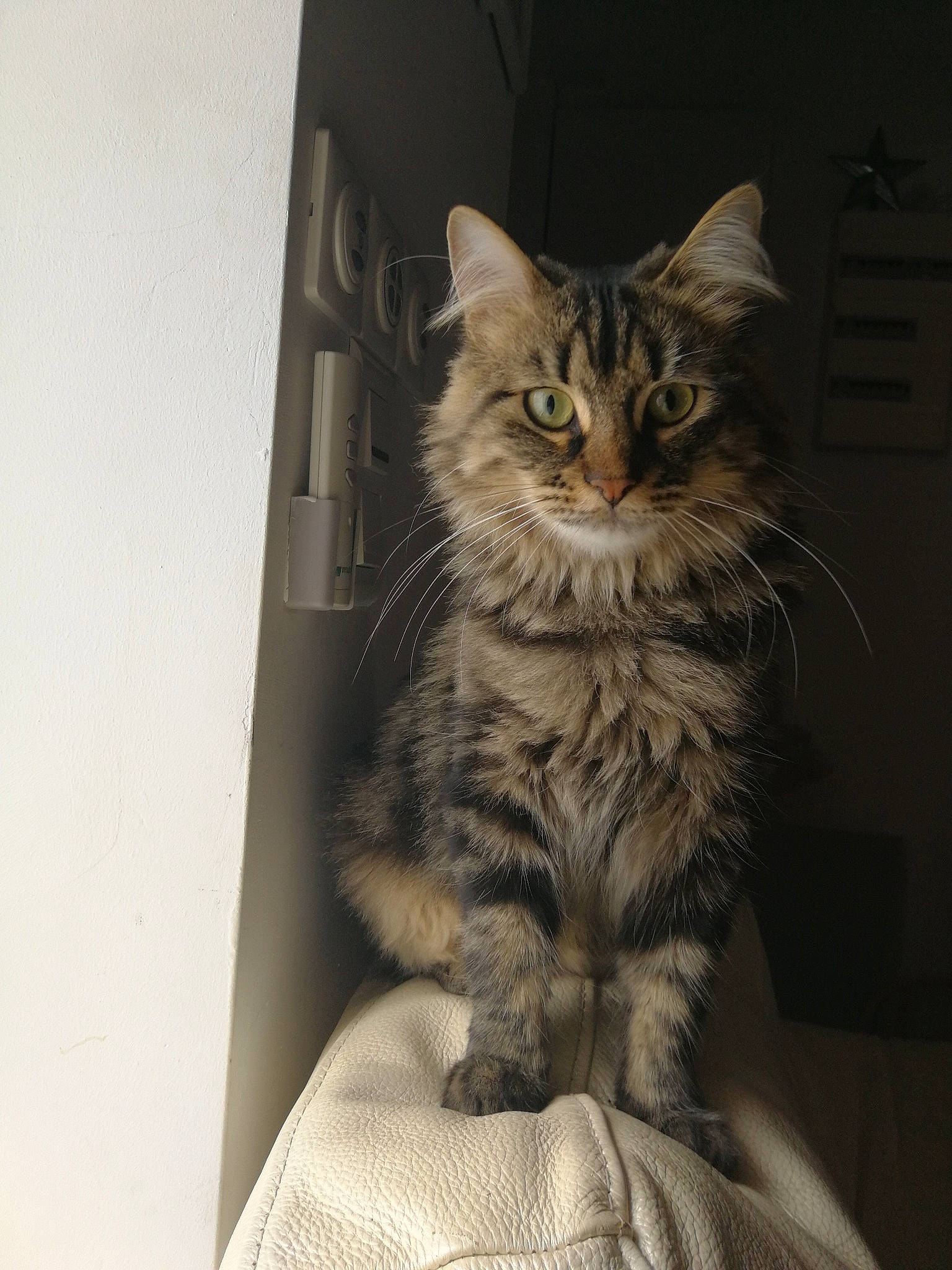 Oggy participe au concours pour gagner de l'argent avec cette photo : box, carnivore, cat, claw, comfort, domestic_short_haired_cat, drawer, felidae, fur, grey, maine_coon, norwegian_forest_cat, paw, small_to_medium_sized_cats, snout, tail, terrestrial_animal, whiskers, window, wood