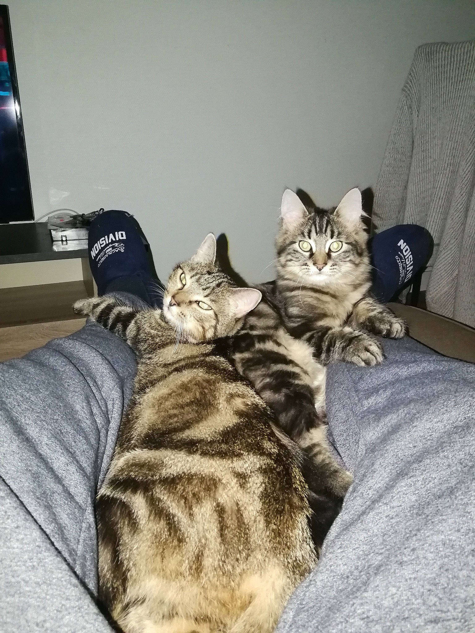 Oggy participe au concours pour gagner de l'argent avec cette photo : bed, bedding, carnivore, cat, comfort, couch, domestic_short_haired_cat, fawn, felidae, fur, grey, linens, nap, paw, room, sitting, small_to_medium_sized_cats, snout, tail, whiskers