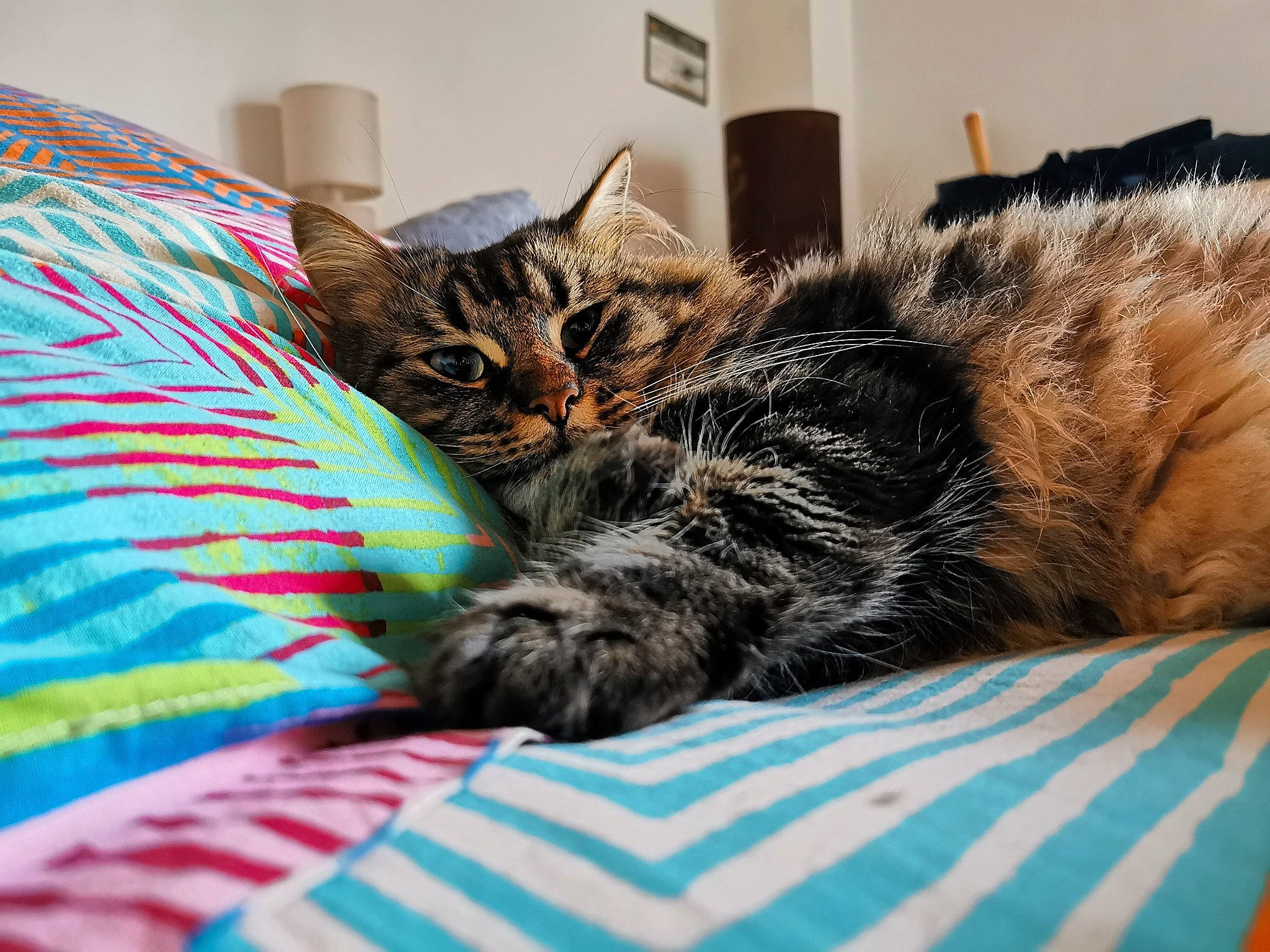 Oggy participe au concours pour gagner de l'argent avec cette photo : bed, bedding, carnivore, cat, claw, comfort, domestic_short_haired_cat, felidae, fur, grey, linens, nap, pattern, paw, room, small_to_medium_sized_cats, snout, tail, textile, whiskers