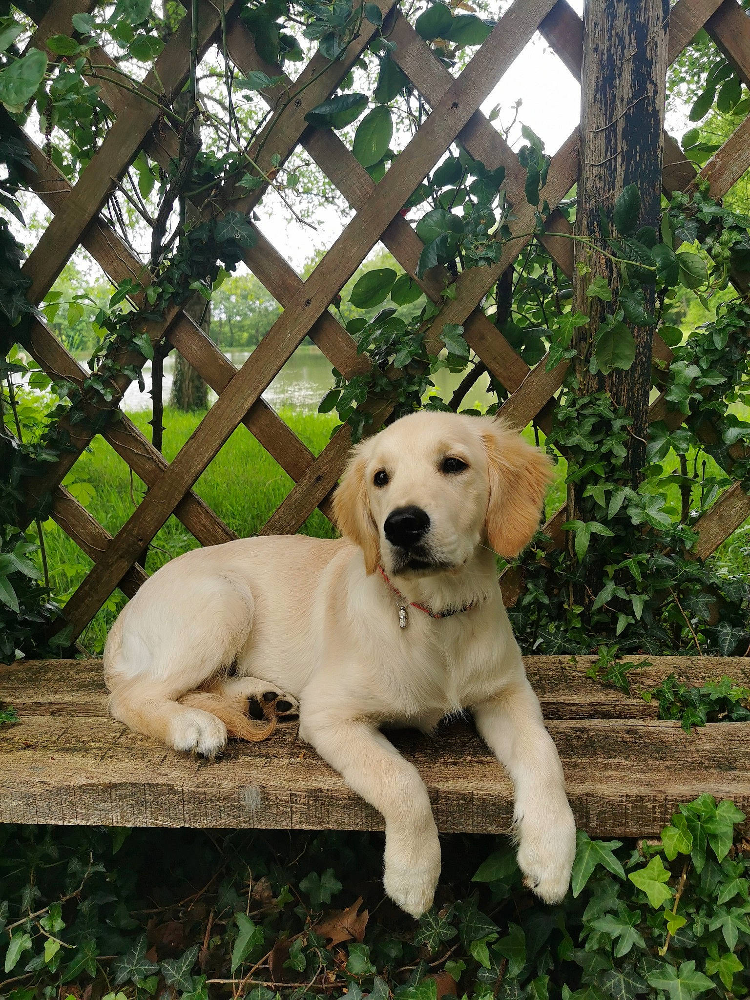 Phalco participe au concours pour gagner de l'argent avec cette photo : canidae, carnivore, companion_dog, dog, dog_breed, fawn, fence, grass, labrador_retriever, mesh, non_sporting_group, pet_supply, plant, sky, snout, sporting_group, tail, terrestrial_animal, tree, working_animal