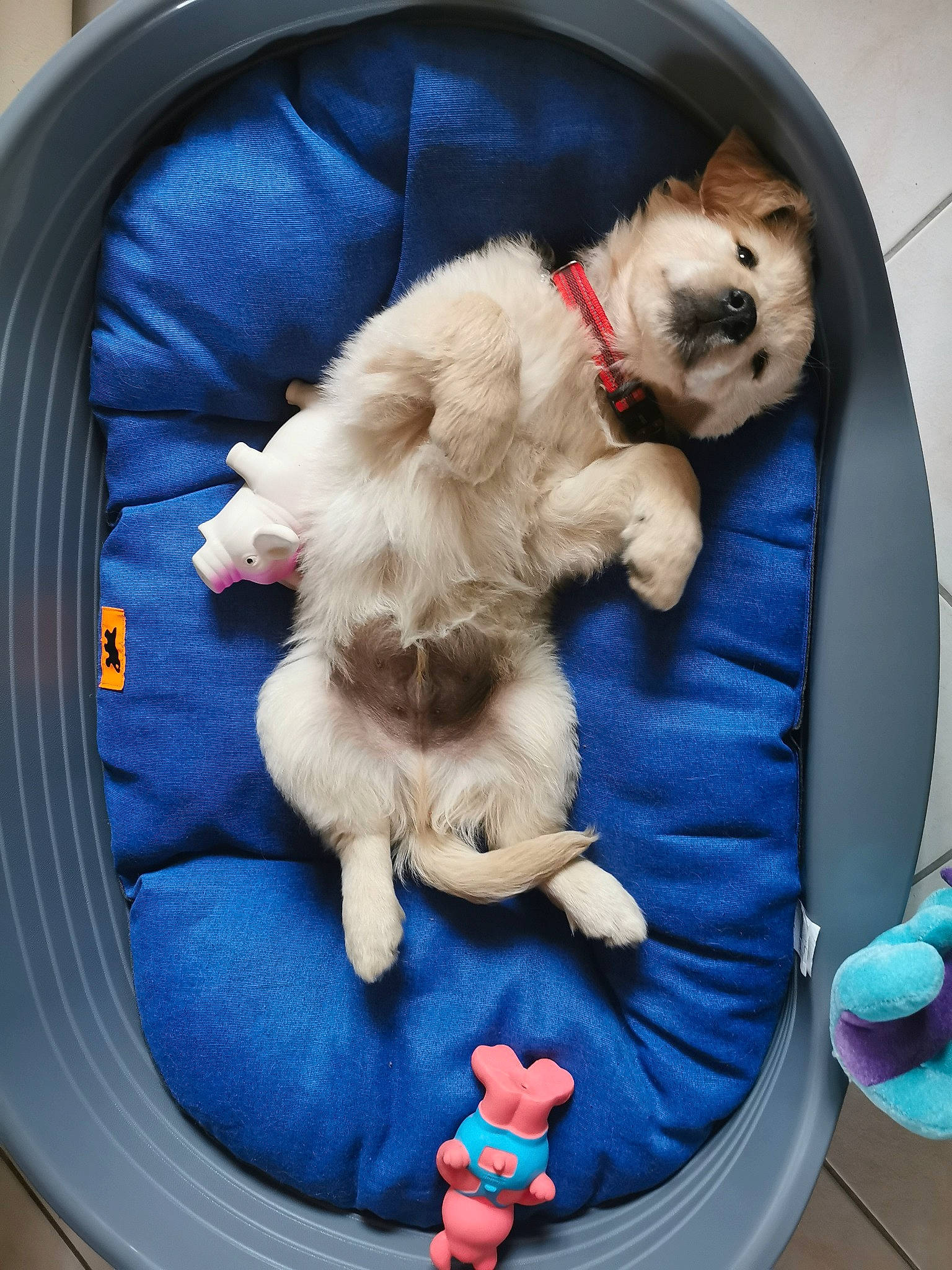 Phalco a rejoint le concours — aidez-le/la à gagner de superbes lots ! blue, canidae, carnivore, comfort, companion_dog, dog, dog_bed, dog_breed, dog_supply, electric_blue, fawn, felidae, fur, linens, nap, non_sporting_group, pet_supply, sporting_group, toy_dog, working_animal