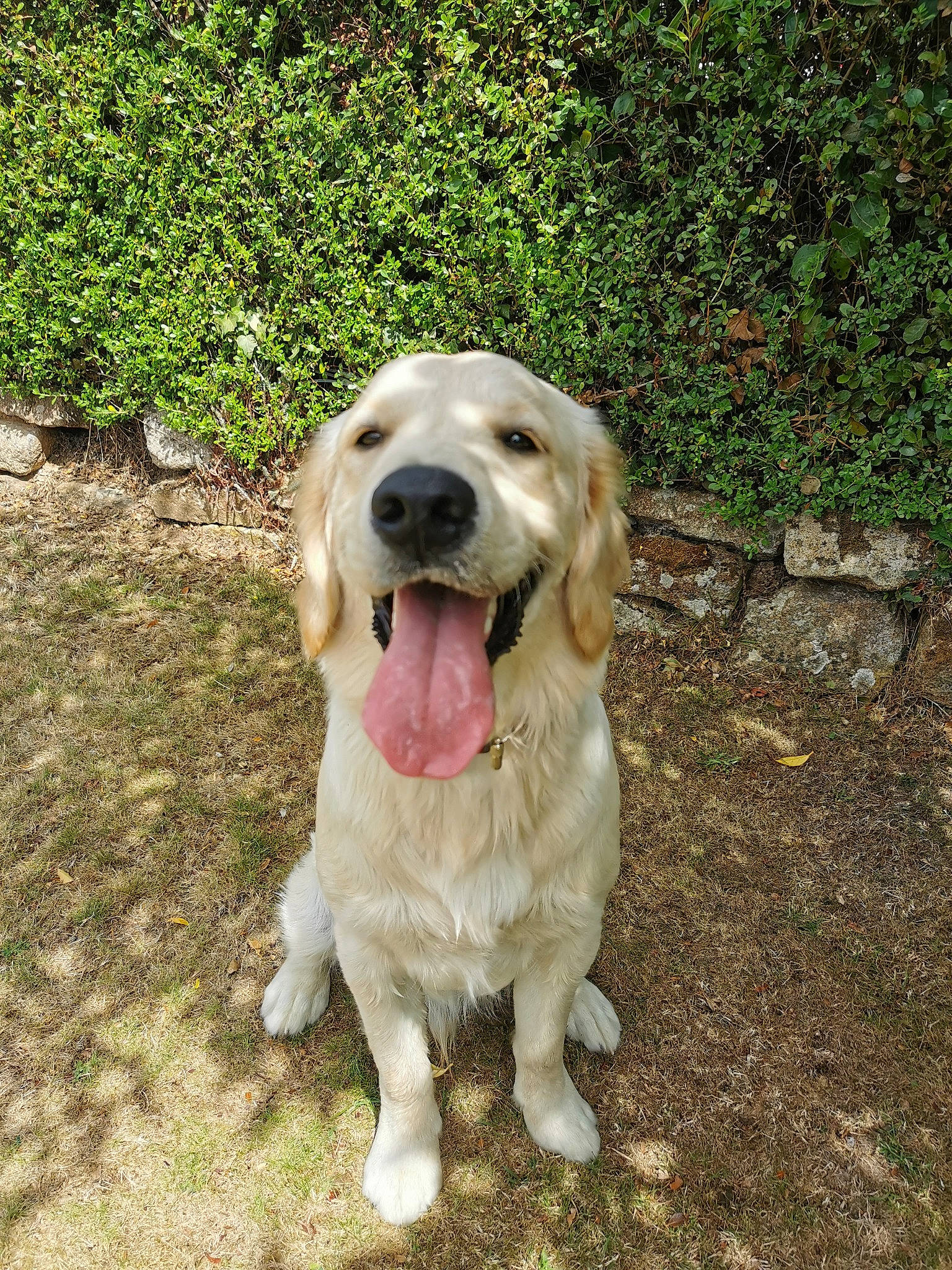 Phalco participe au concours pour gagner de l'argent avec cette photo : canidae, carnivore, companion_dog, dog, dog_breed, fang, fawn, golden_retriever, grass, gun_dog, hunting_dog, labrador_retriever, plant, soil, terrestrial_animal, working_animal, working_dog