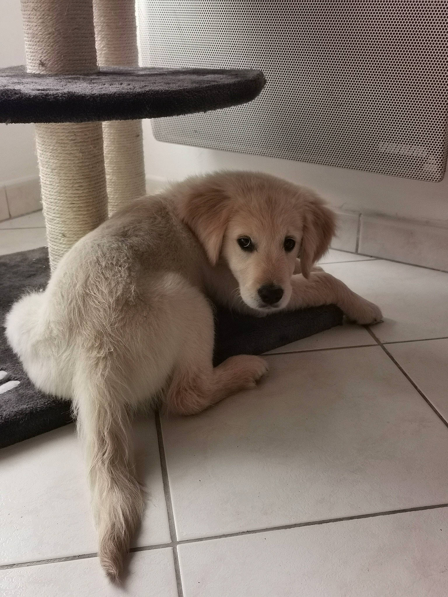 Phalco participe au concours pour gagner de l'argent avec cette photo : canidae, carnivore, collar, companion_dog, dog, dog_breed, dog_collar, fawn, floor, flooring, fur, hardwood, paw, pet_supply, snout, sporting_group, tail, tile_flooring, wood, working_animal