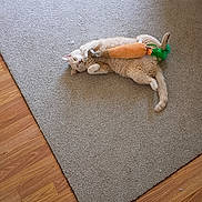 Milo is registered to the contest to win money with this photo: cat, carpet, toy, plush, carrot, indoor, floor, wooden_floor, pet, feline, relaxed, playful, cute, animal, lying_down, domestic, fur, whiskers, paws, home