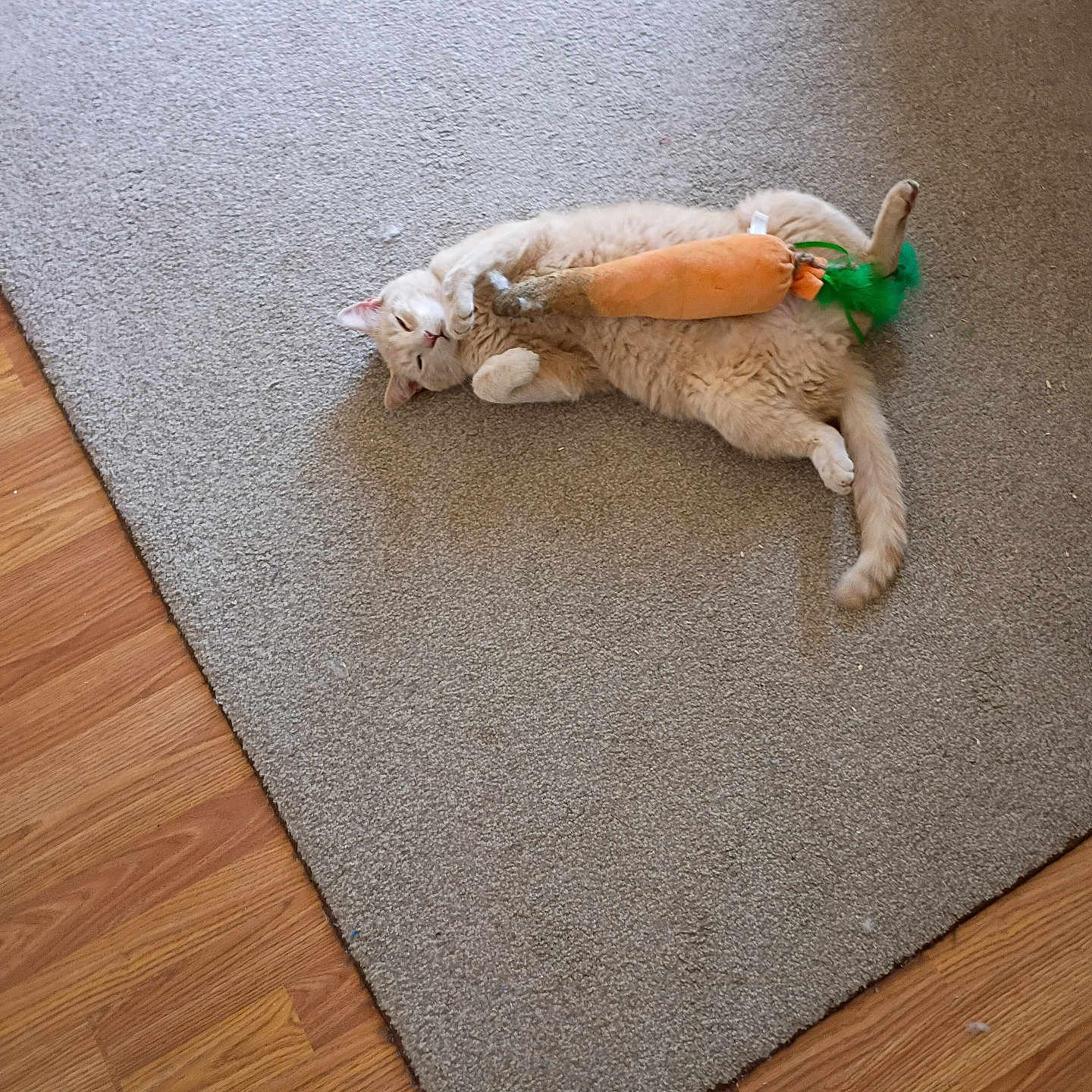 Milo is registered to the contest to win money with this photo: cat, carpet, toy, plush, carrot, indoor, floor, wooden_floor, pet, feline, relaxed, playful, cute, animal, lying_down, domestic, fur, whiskers, paws, home