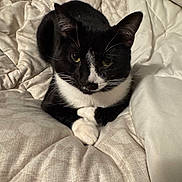 Oreo joined the competition — help win amazing prizes! animal, bed, black_and_white, blanket, cat, closeup, comfort, cozy, cute, domestic, feline, fur, indoor, paws, pet, relaxed, resting, sleeping_area, tuxedo_cat, whiskers