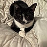 animal, bed, black_and_white, blanket, cat, closeup, comfort, cozy, cute, domestic, feline, fur, indoor, paws, pet, relaxed, resting, sleeping_area, tuxedo_cat, whiskers