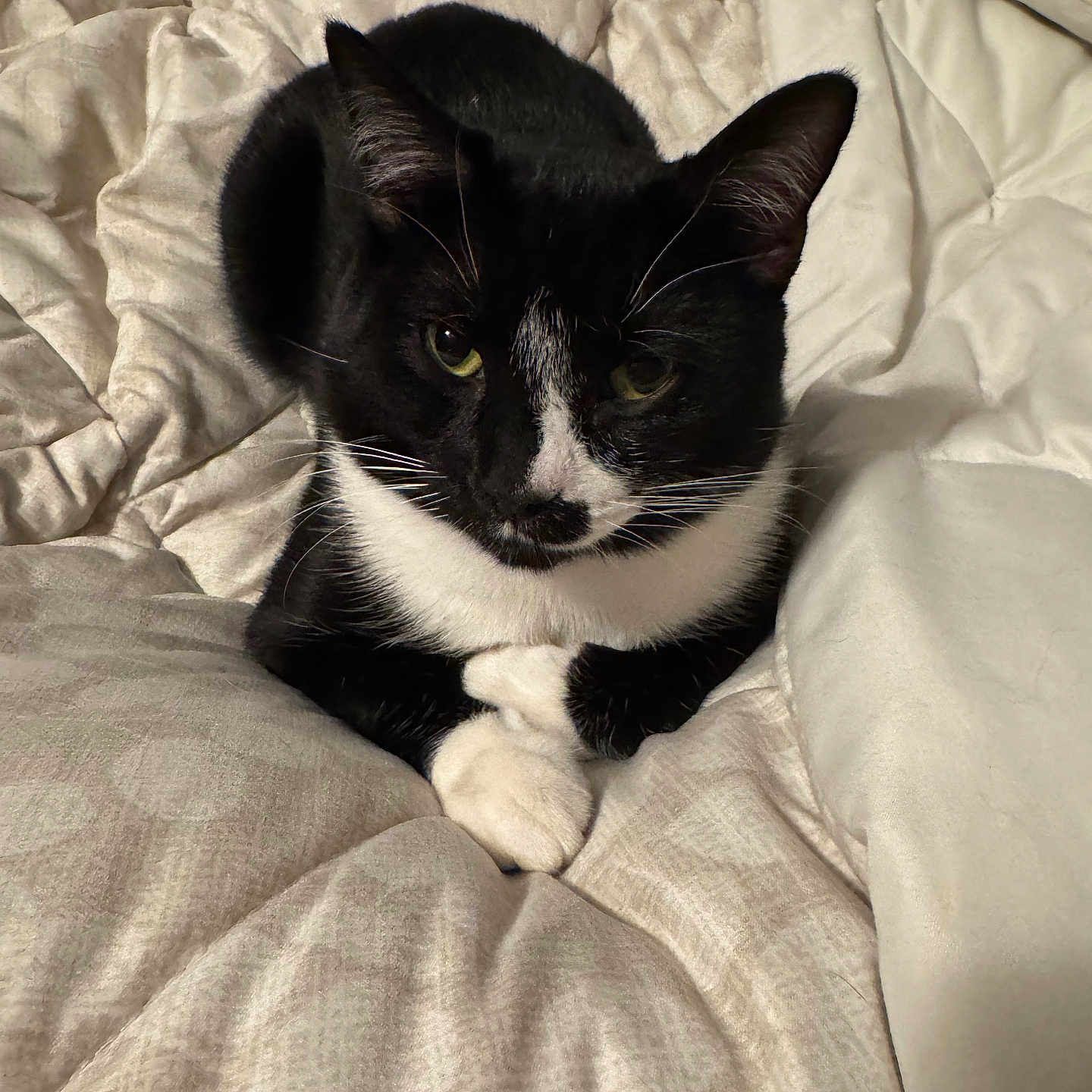 Oreo joined the competition — help win amazing prizes! animal, bed, black_and_white, blanket, cat, closeup, comfort, cozy, cute, domestic, feline, fur, indoor, paws, pet, relaxed, resting, sleeping_area, tuxedo_cat, whiskers