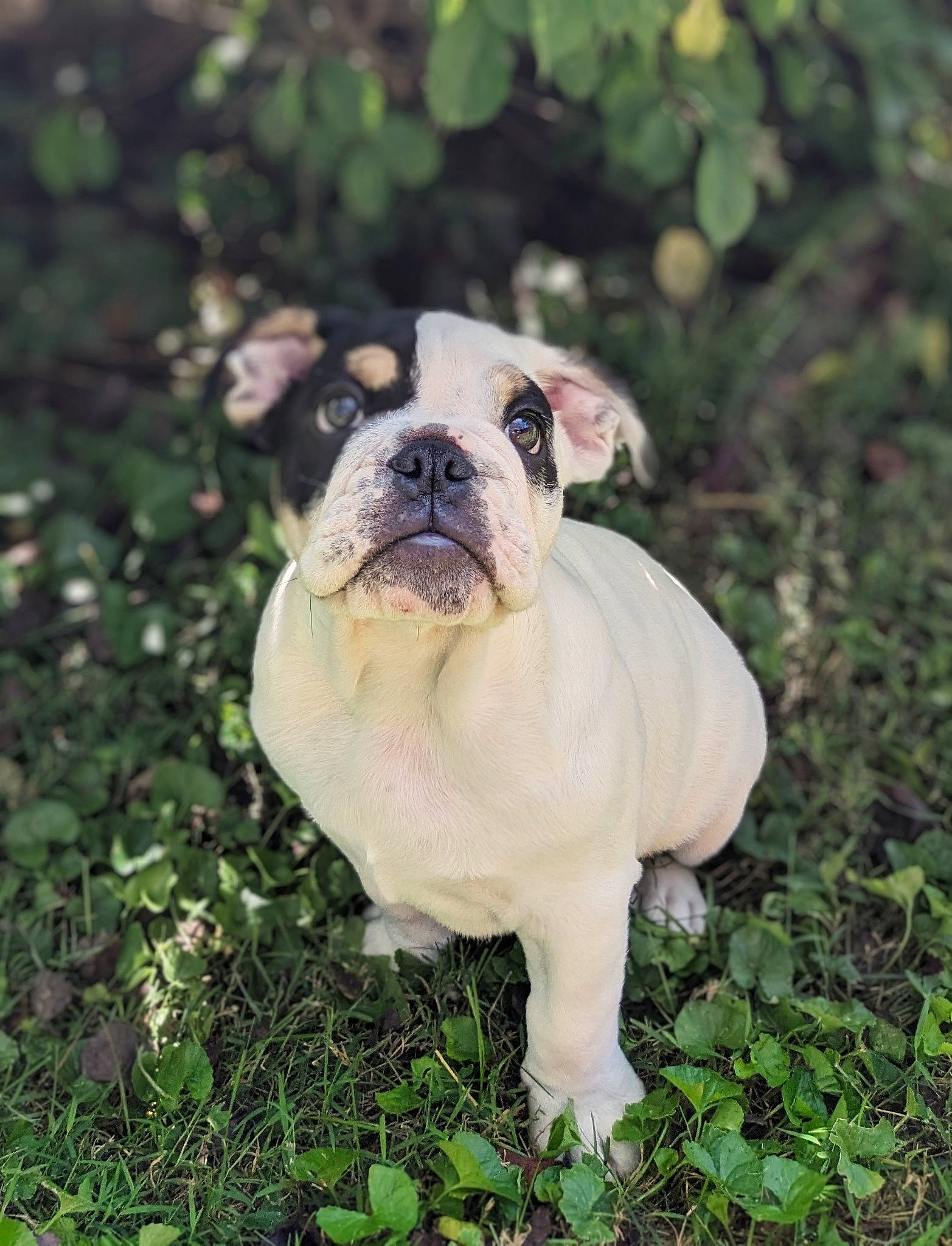 Chili Bob Snortin is registered to the contest to win money with this photo: bulldog, canidae, carnivore, companion_dog, dog, dog_breed, fawn, garden, grass, groundcover, molosser, non_sporting_group, plant, pug, sporting_group, terrestrial_animal, tree, wrinkle