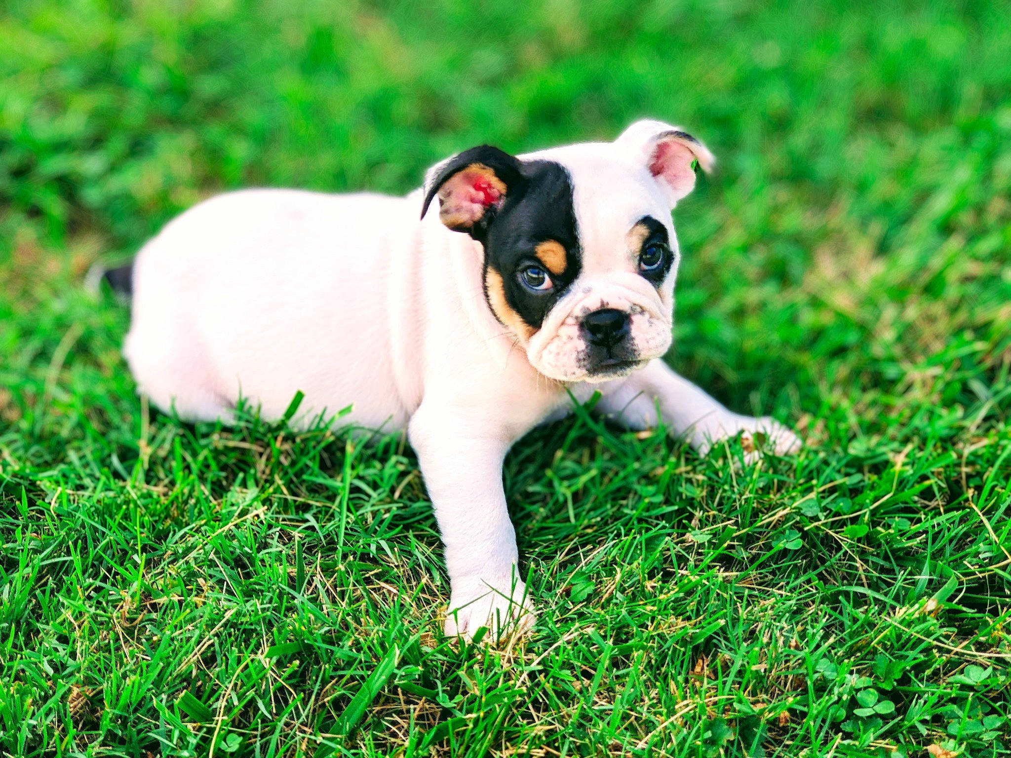 Chili Bob Snortin joined the competition — help win amazing prizes! boston_terrier, canidae, carnivore, companion_dog, dog, dog_breed, dog_collar, fawn, grass, groundcover, molosser, plant, puppy, snout, sporting_group, tail, terrestrial_animal, toy_dog, whiskers, working_animal