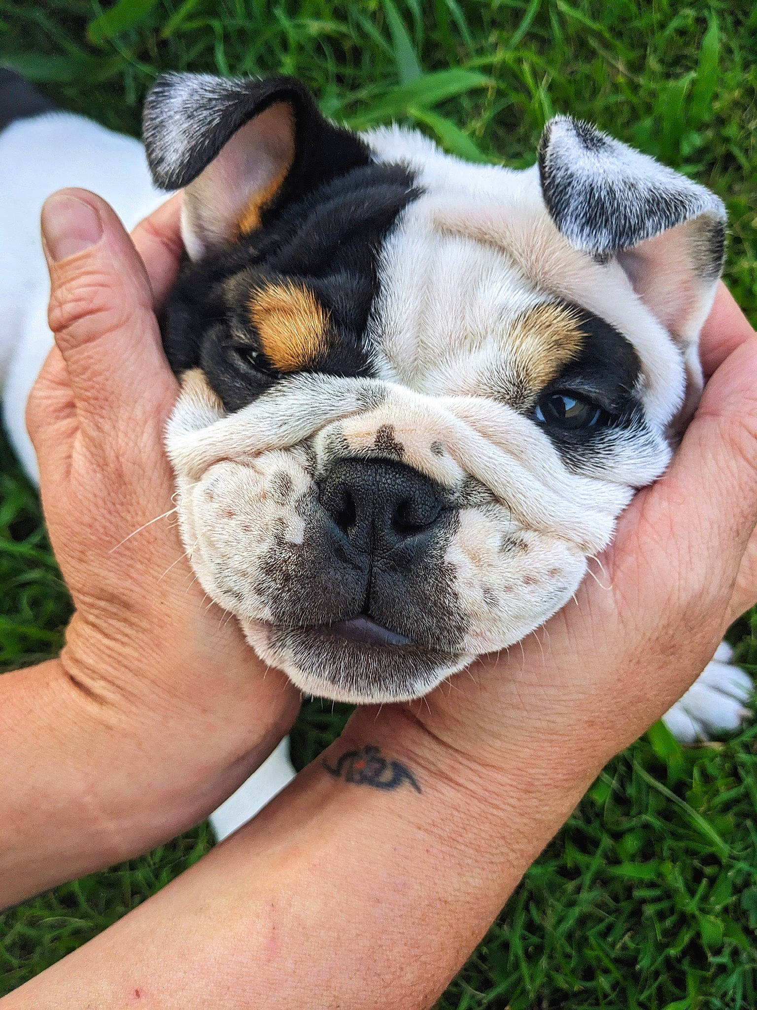 Chili Bob Snortin is registered to the contest to win money with this photo: bulldog, canidae, carnivore, companion_dog, dog, dog_breed, fawn, fur, grass, hand, molosser, non_sporting_group, plant, snout, sporting_group, terrestrial_animal, whiskers, working_animal, working_dog, wrinkle