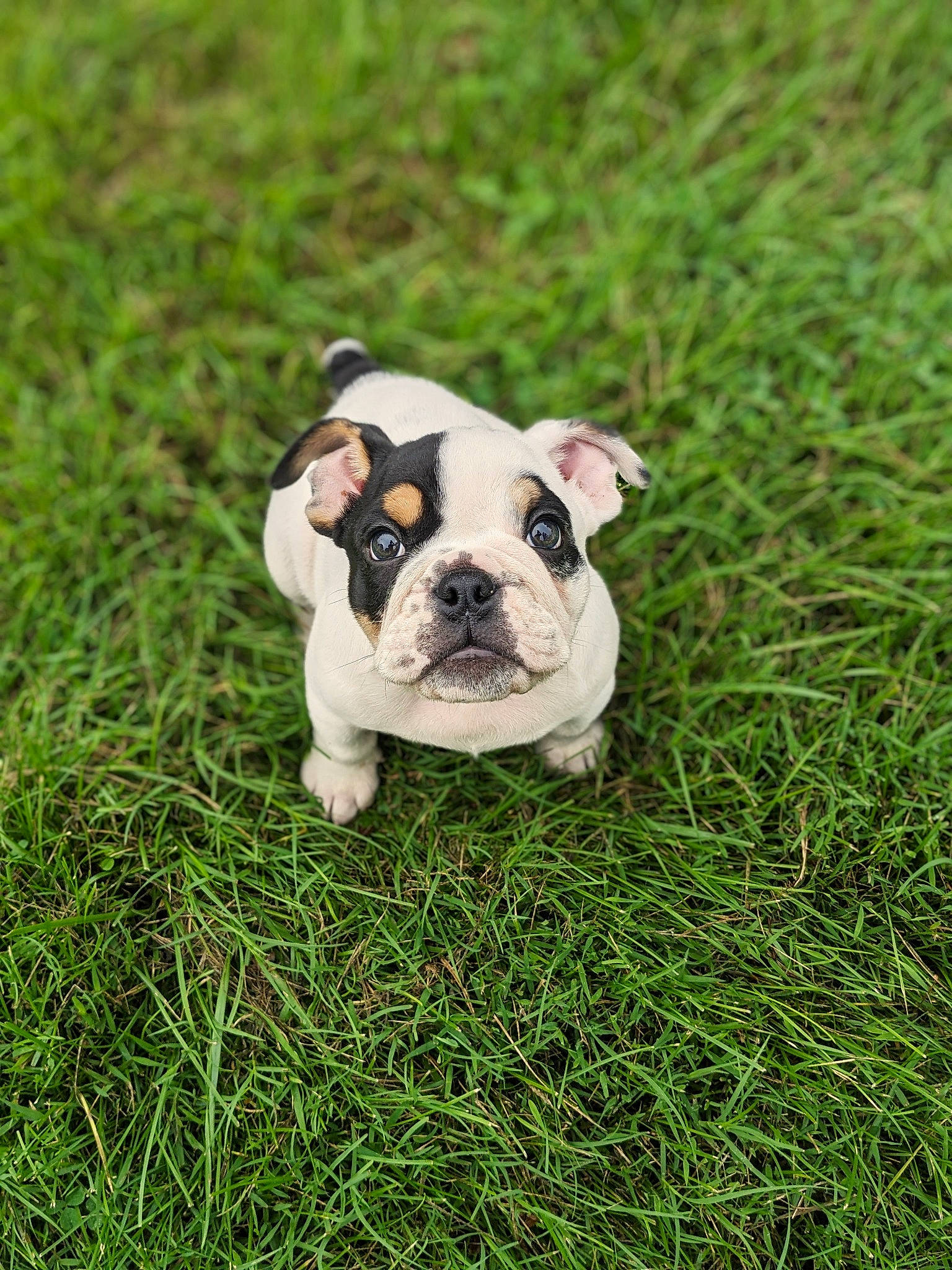 Chili Bob Snortin is registered to the contest to win money with this photo: bulldog, canidae, carnivore, companion_dog, dog, dog_breed, flooring, french_bulldog, grass, grassland, groundcover, lawn, molosser, plant, puppy, sporting_group, terrestrial_animal, toy_dog, working_animal, working_dog
