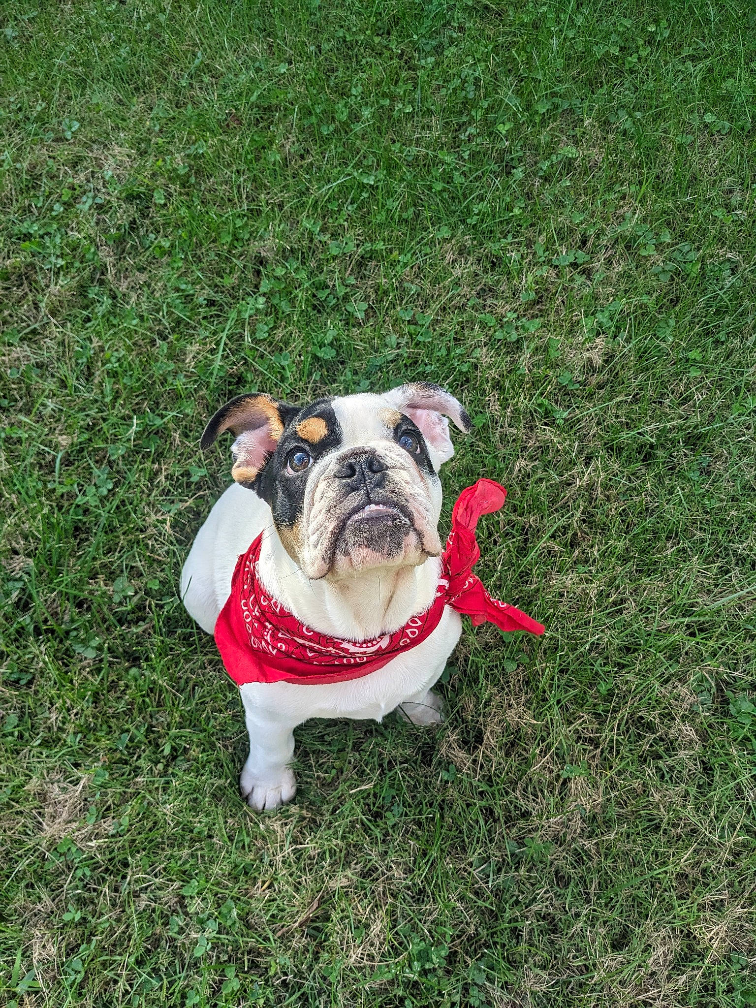Chili Bob Snortin is registered to the contest to win money with this photo: bulldog, canidae, carnivore, collar, companion_dog, dog, dog_breed, dog_collar, dog_supply, fawn, grass, groundcover, lawn, leash, molosser, plant, snout, sporting_group, toy_dog, working_animal