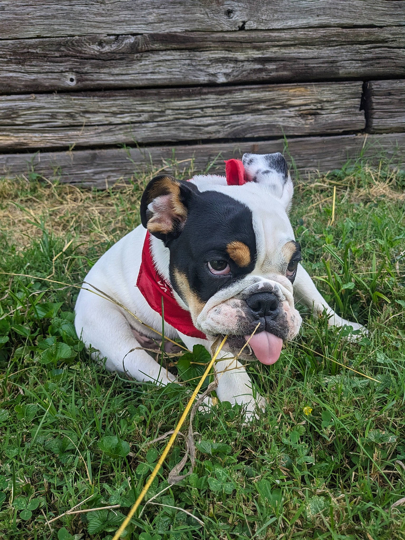 Chili Bob Snortin joined the competition — help win amazing prizes! adventure, ball, bulldog, canidae, carnivore, collar, companion_dog, dog, dog_breed, dog_collar, dog_supply, fawn, grass, groundcover, plant, snout, sporting_group, toy_dog, wood, working_animal