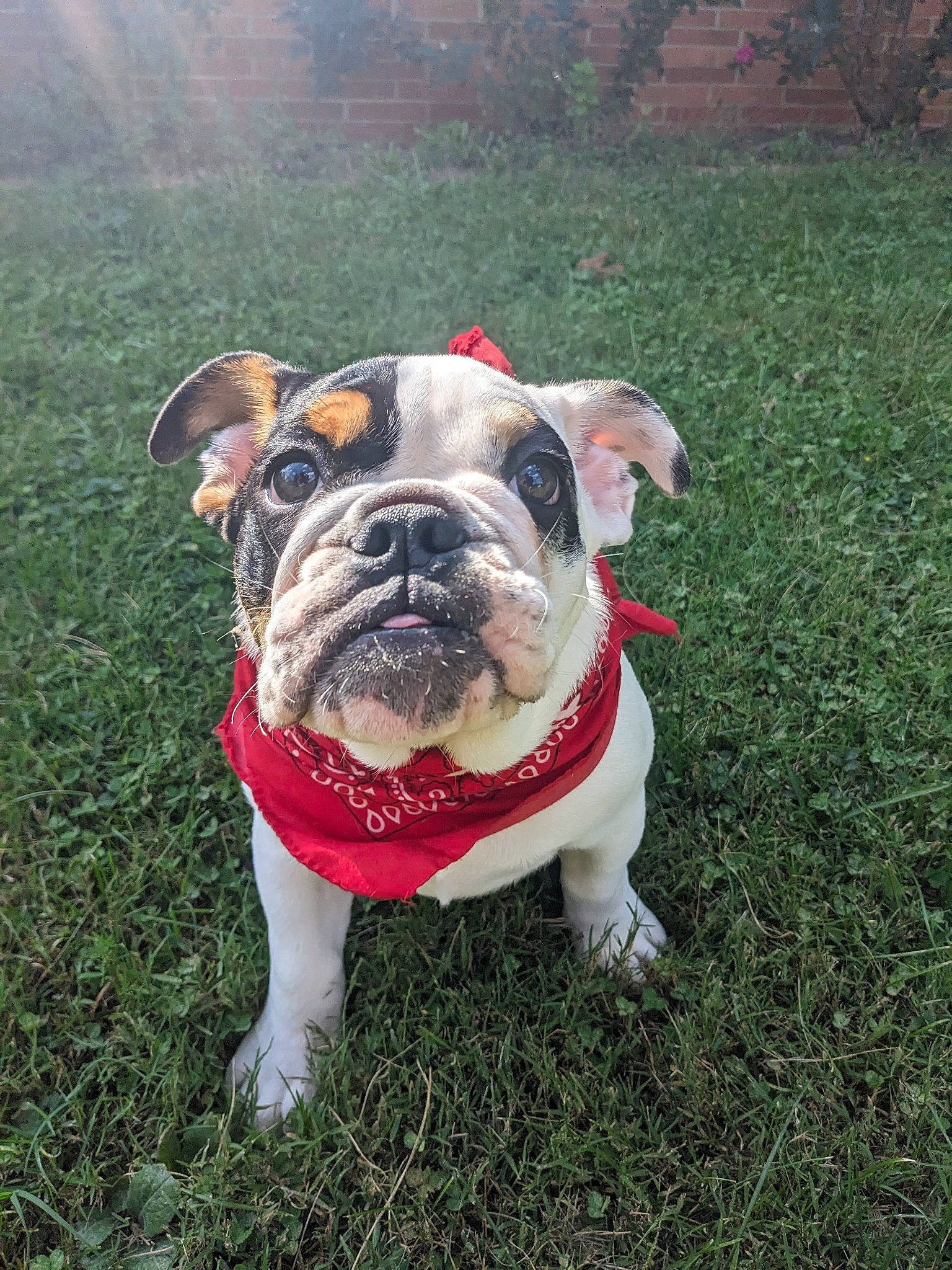 Chili Bob Snortin joined the competition — help win amazing prizes! ancient_dog_breeds, bulldog, canidae, carnivore, collar, companion_dog, dog, dog_breed, dog_collar, fawn, grass, molosser, non_sporting_group, plant, sporting_group, tree, working_animal, working_dog