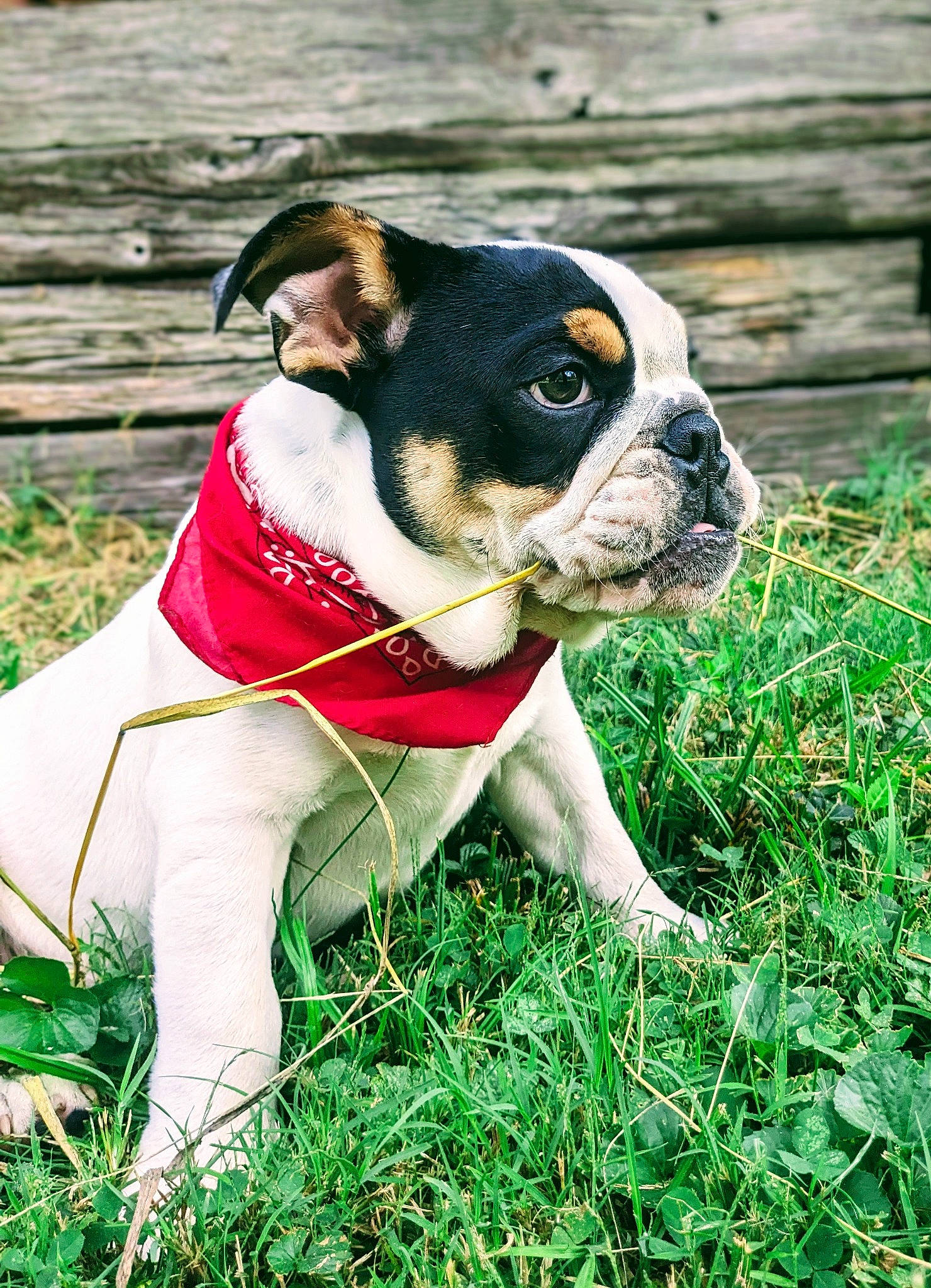 Chili Bob Snortin joined the competition — help win amazing prizes! adventure, boston_terrier, bulldog, canidae, carnivore, collar, companion_dog, dog, dog_breed, dog_collar, dog_supply, fashion_accessory, fawn, grass, leash, plant, snout, sporting_group, sunglasses, working_animal