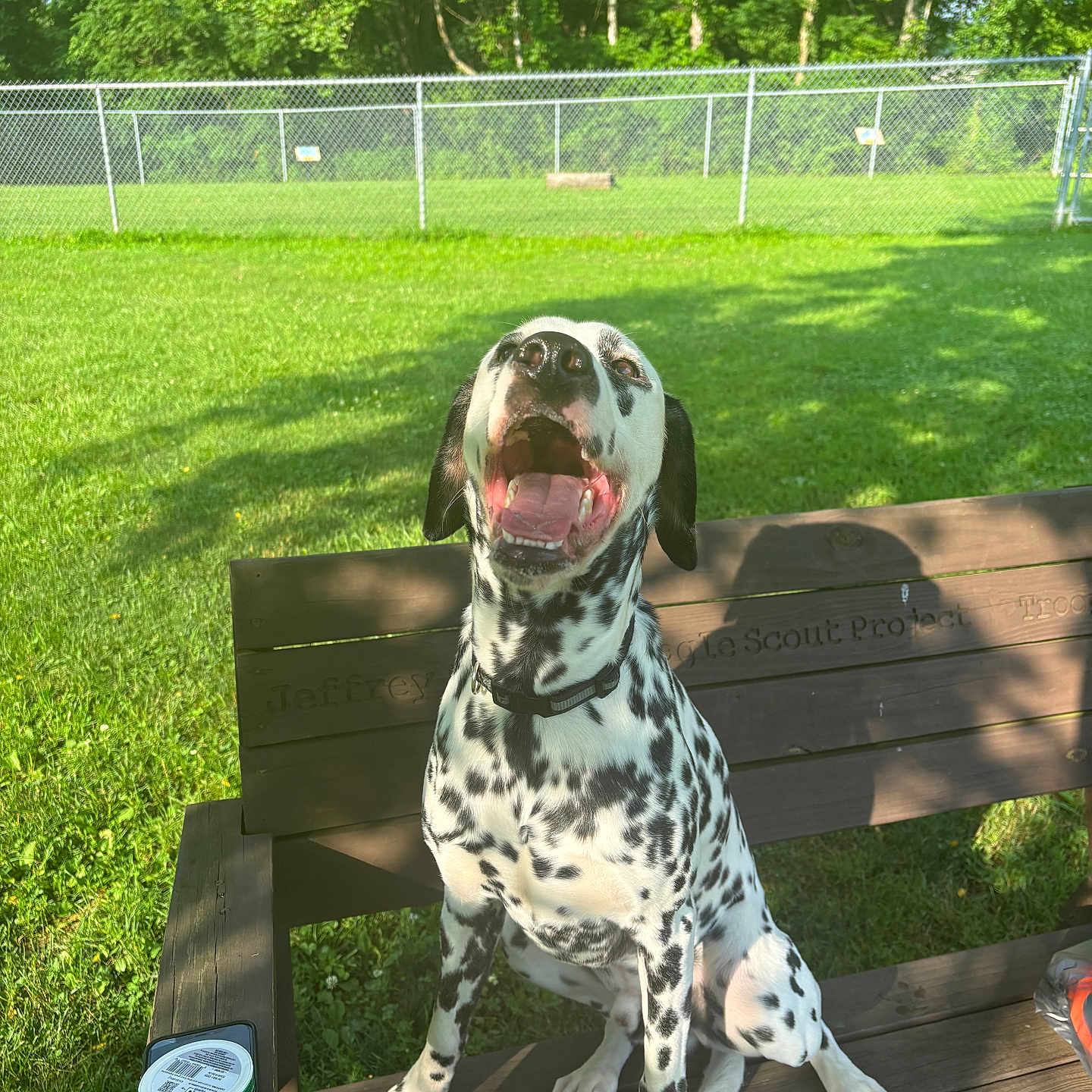 Kai is registered to the contest to win money with this photo: animal, bench, collar, container, dalmatian, daylight, dog, fence, grass, happy, mouth_open, nature, outdoor, park, pet, phone, shadow, sunlight, trees, wood