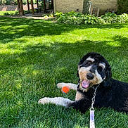 Bernie is registered to the contest to win money with this photo: animal, ball, black_and_white, canine, collar, dog, fur, grass, greenery, happy, leash, nature, outdoor, pet, playful, resting, summer, sunlight, tongue_out, yard