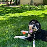 animal, ball, black_and_white, canine, collar, dog, fur, grass, greenery, happy, leash, nature, outdoor, pet, playful, resting, summer, sunlight, tongue_out, yard