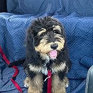 Bernie is registered to the contest to win money with this photo: puppy, dog, fluffy, black_fur, tan_fur, leash, blue_blanket, pet, animal, cute, tongue_out, sitting, indoor, happy, fur, canine, young_dog, adorable, companion, pet_accessory