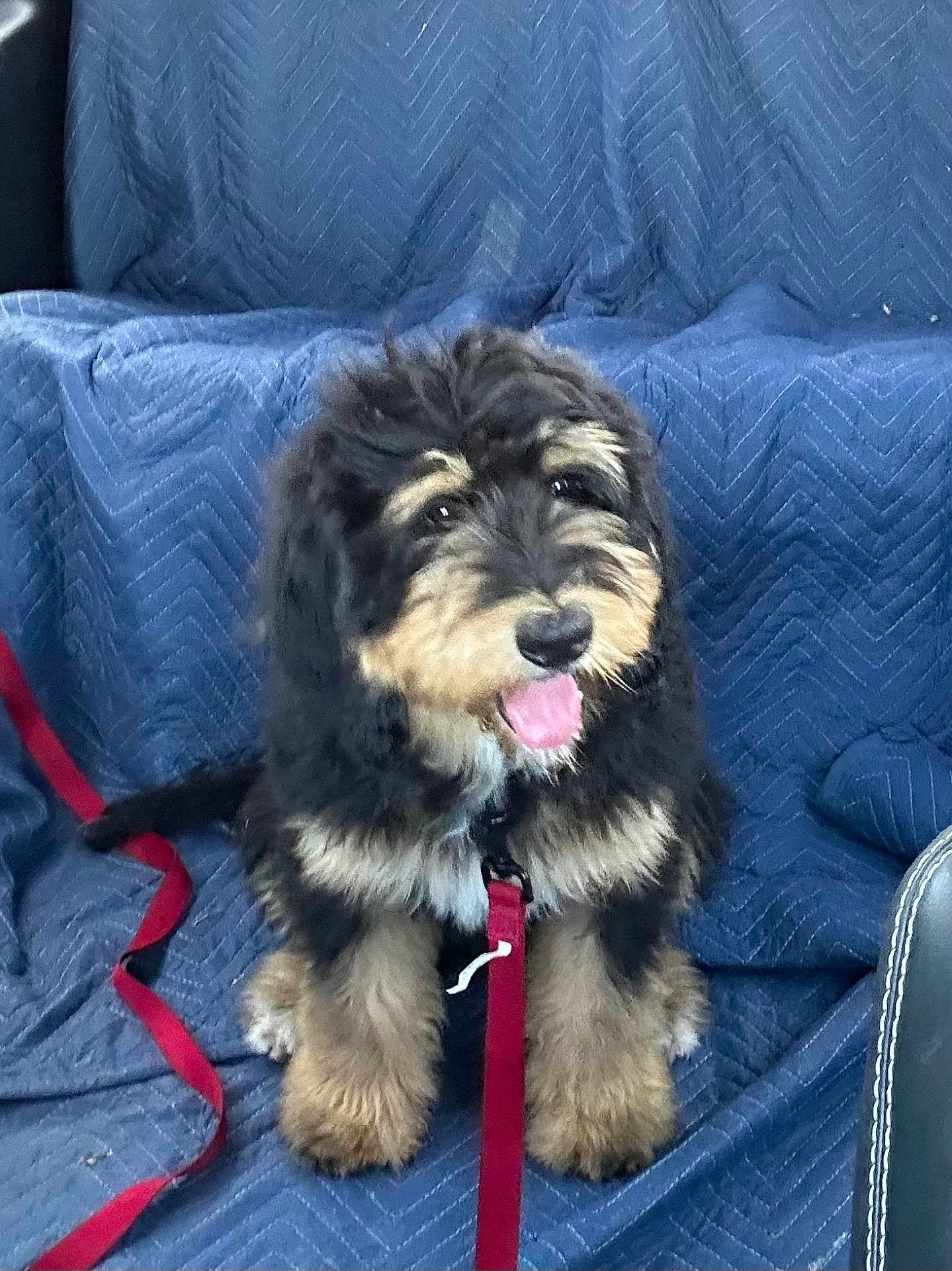 Bernie is registered to the contest to win money with this photo: puppy, dog, fluffy, black_fur, tan_fur, leash, blue_blanket, pet, animal, cute, tongue_out, sitting, indoor, happy, fur, canine, young_dog, adorable, companion, pet_accessory