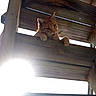 Caramel is registered to the contest to win money with this photo: animal, backlit, cat, closeup, curious, daylight, ears, feline, looking_down, nature, orange_cat, outdoor, paws, pet, playful, sunflare, sunlight, whiskers, wood, wooden_slats