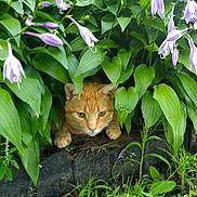 Caramel joined the competition — help win amazing prizes! animal, bush, cat, closeup, curious, feline, flora, garden, ginger_cat, grass, greenery, hidden, leaves, nature, outdoor, pet, plant, purple_flowers, spring, stealth