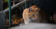 Caramel is registered to the contest to win money with this photo: alert, animal, autumn, background_blur, brown, cat, close_up, curious, feline, ginger_cat, hidden, leaves, metal_bars, nature, orange, outdoor, quiet, tire, whiskers, wildlife