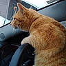 Caramel is registered to the contest to win money with this photo: animal, car_interior, cat, closeup, curious, dashboard, daytime, feline, fur, house, indoor, looking_out, orange_tabby, pet, seat, side_view, snow, steering_wheel, whiskers, window