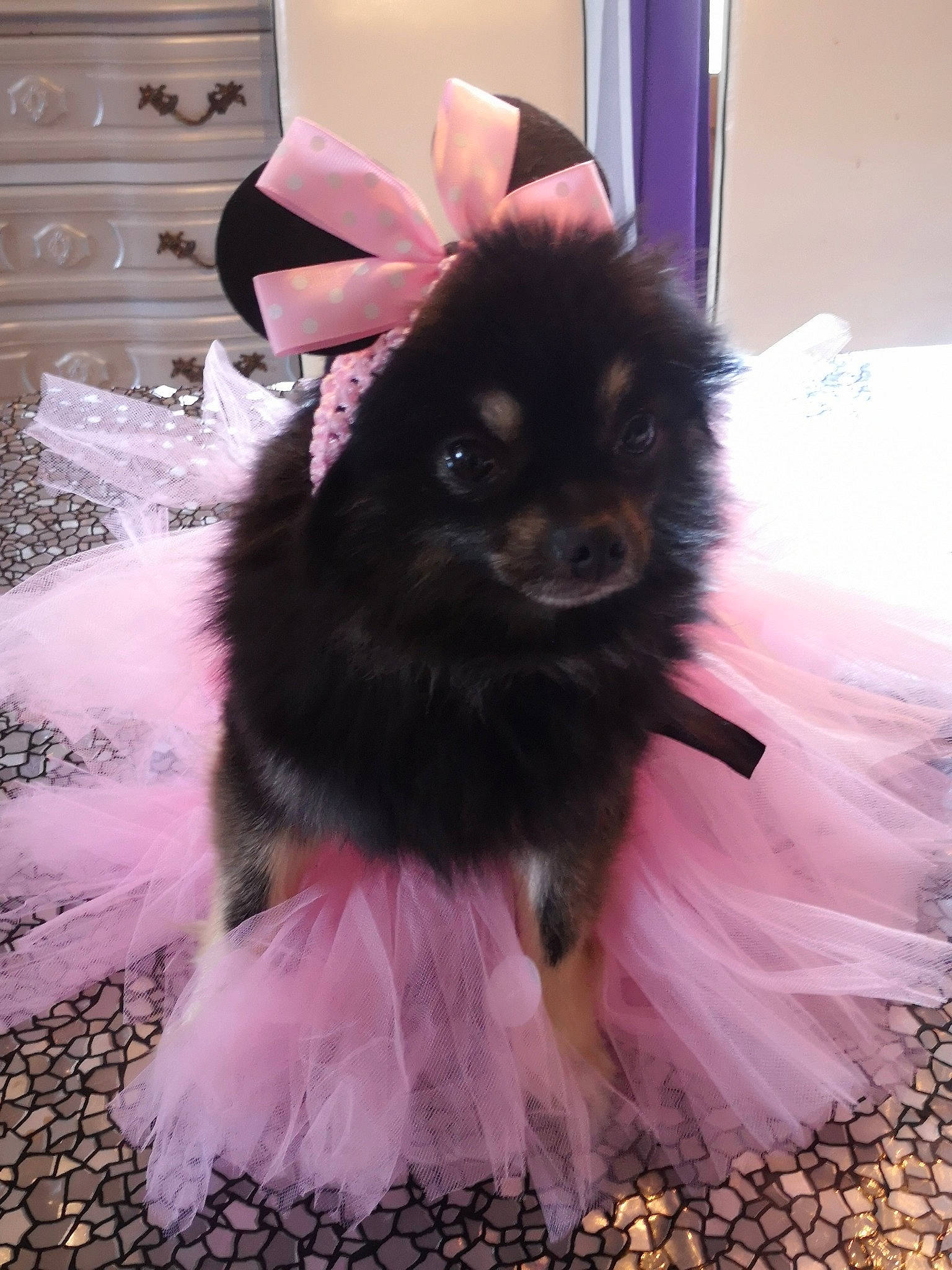 Zoé a rejoint le concours — aidez-le/la à gagner de superbes lots ! canidae, carnivore, chinese_imperial_dog, companion_dog, dog, dog_breed, dog_clothes, fawn, german_spitz, german_spitz_klein, german_spitz_mittel, mammal, non_sporting_group, pink, pomeranian, puppy, spitz, toy_dog