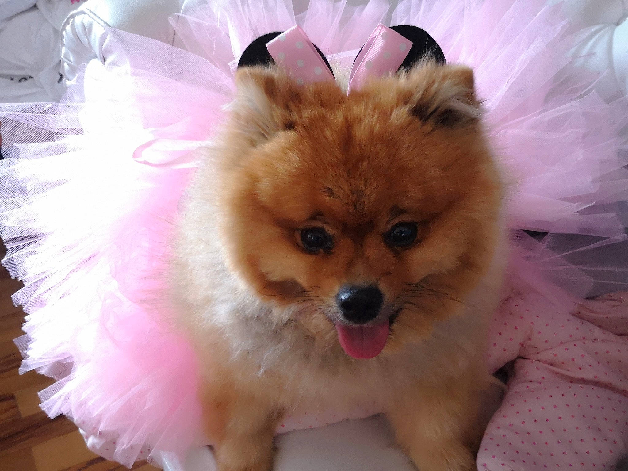 Lucy a rejoint le concours — aidez-le/la à gagner de superbes lots ! canidae, carnivore, companion_dog, dog, dog_breed, fur, german_spitz, german_spitz_klein, german_spitz_mittel, mammal, non_sporting_group, pomeranian, puppy, skin, snout, spitz, sporting_group, toy_dog, vertebrate, volpino_italiano