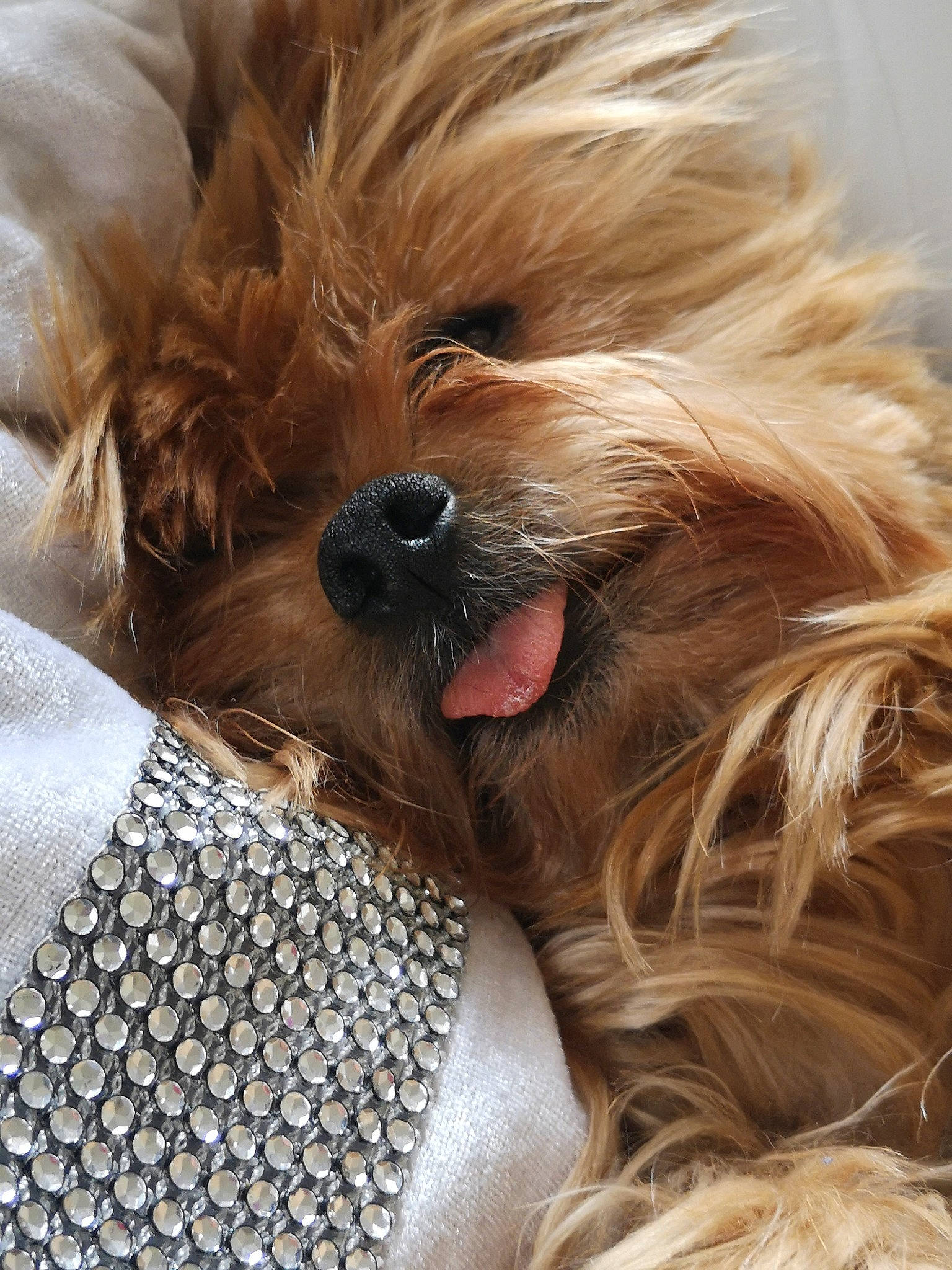 Lolita participe au concours pour gagner de l'argent avec cette photo : canidae, carnivore, cavapoo, cockapoo, companion_dog, dog, dog_breed, fawn, maltepoo, mammal, morkie, puppy, puppy_love, rare_breed_dog, schnoodle, snout, sporting_group, terrier, toy_dog, yorkshire_terrier