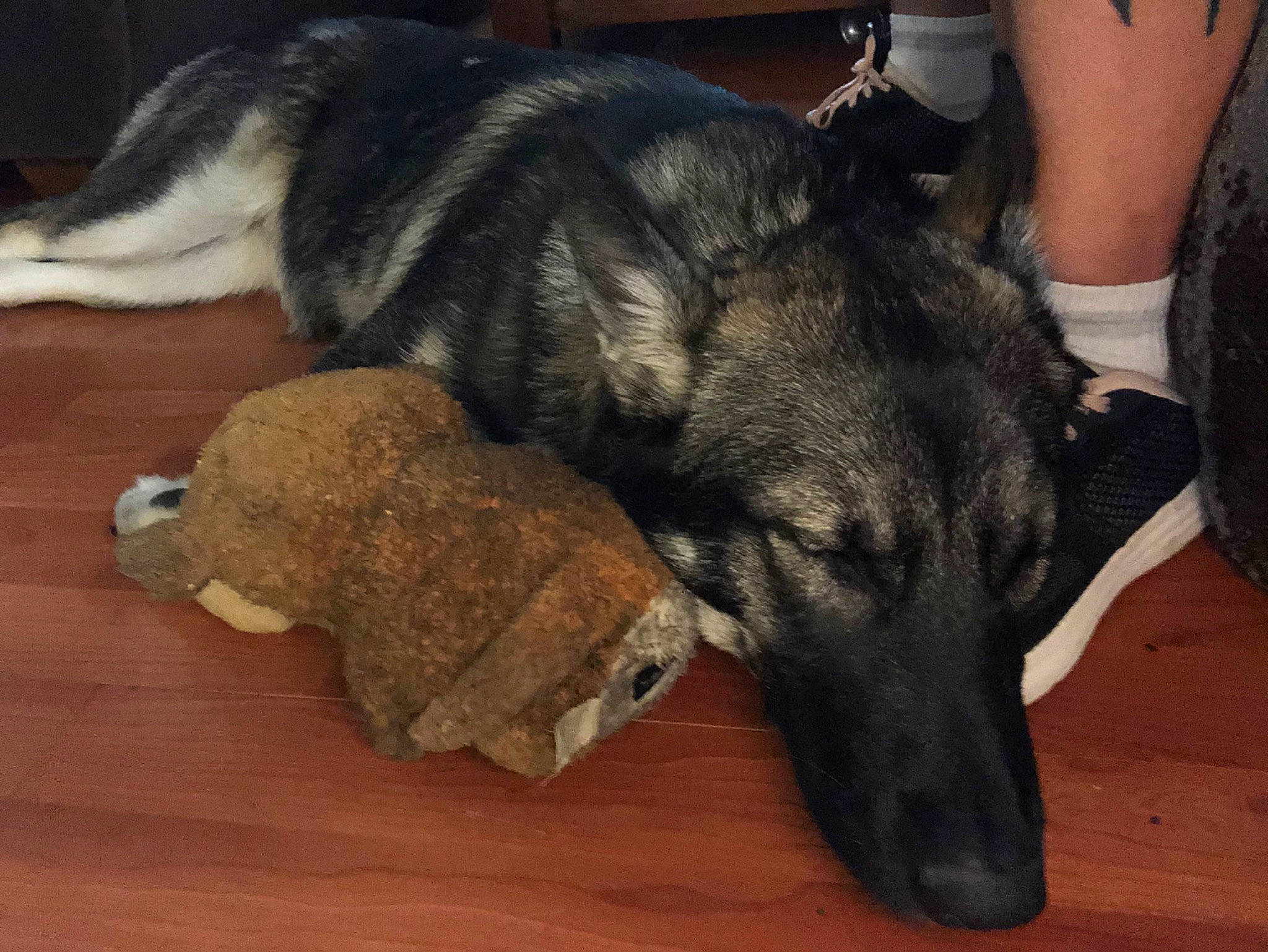 Princess Sadie Mae is registered to the contest to win money with this photo: canidae, carnivore, dog, dog_breed, fur, greyhound, mammal, snout, vertebrate