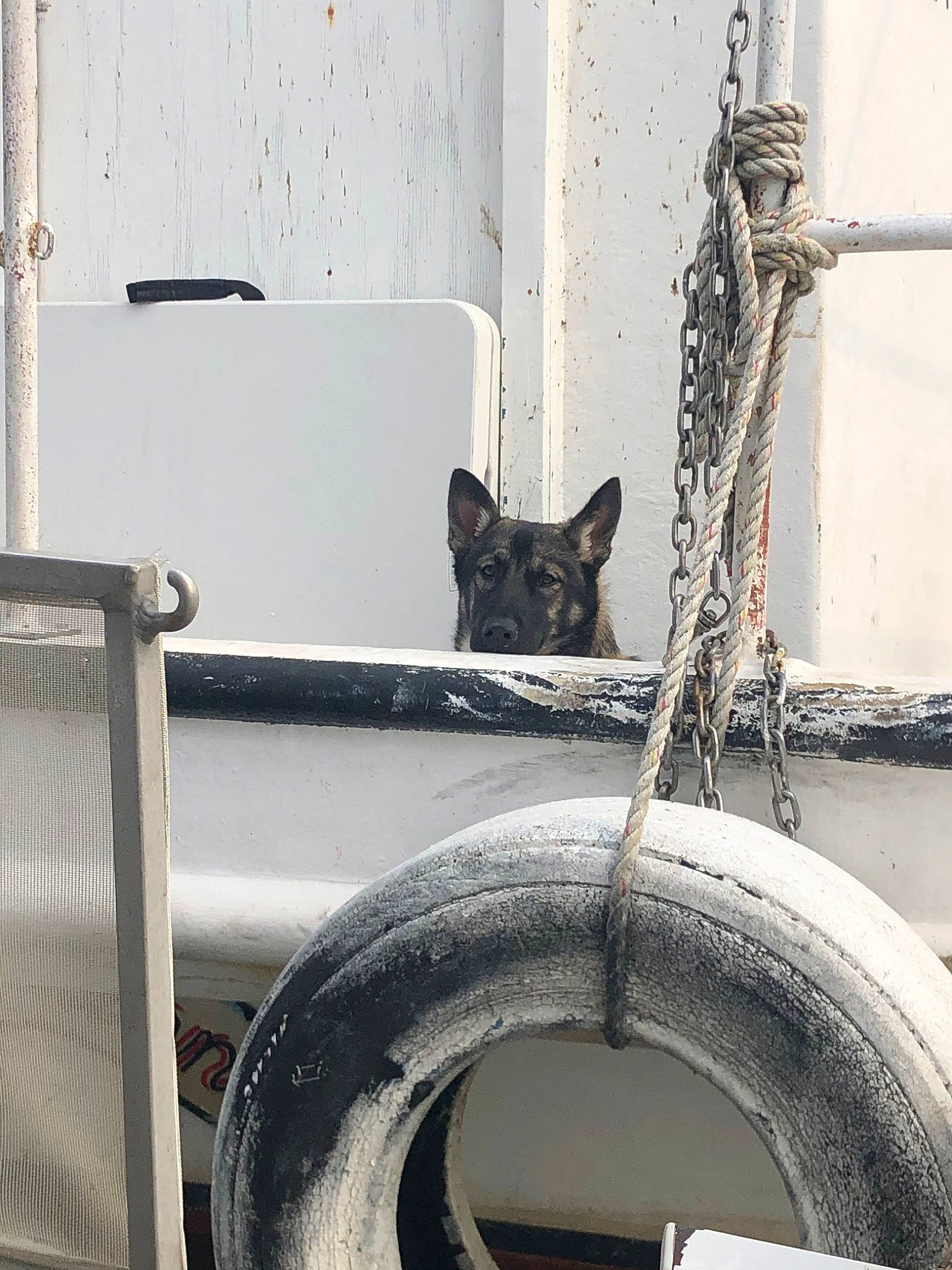 Princess Sadie Mae is registered to the contest to win money with this photo: asian, black_and_white, black_cat, carnivore, cat, domestic_short_haired_cat, felidae, kitten, metal, small_to_medium_sized_cats, snout, tail, tree, whiskers, window