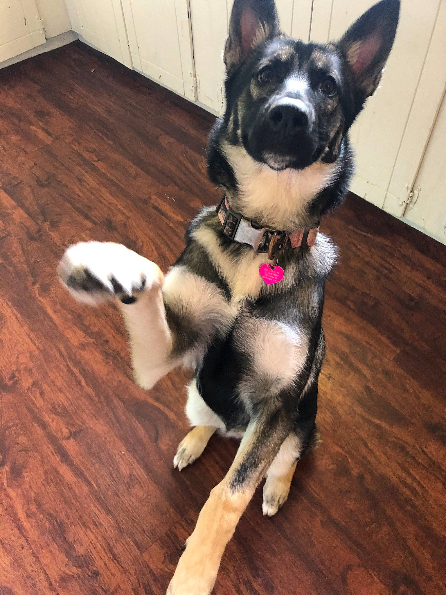 Princess Sadie Mae is registered to the contest to win money with this photo: canidae, carnivore, dog, dog_breed, ear, east_european_shepherd, german_shepherd_dog, mammal, paw, rare_breed_dog, snout, sporting_group, tail, vertebrate