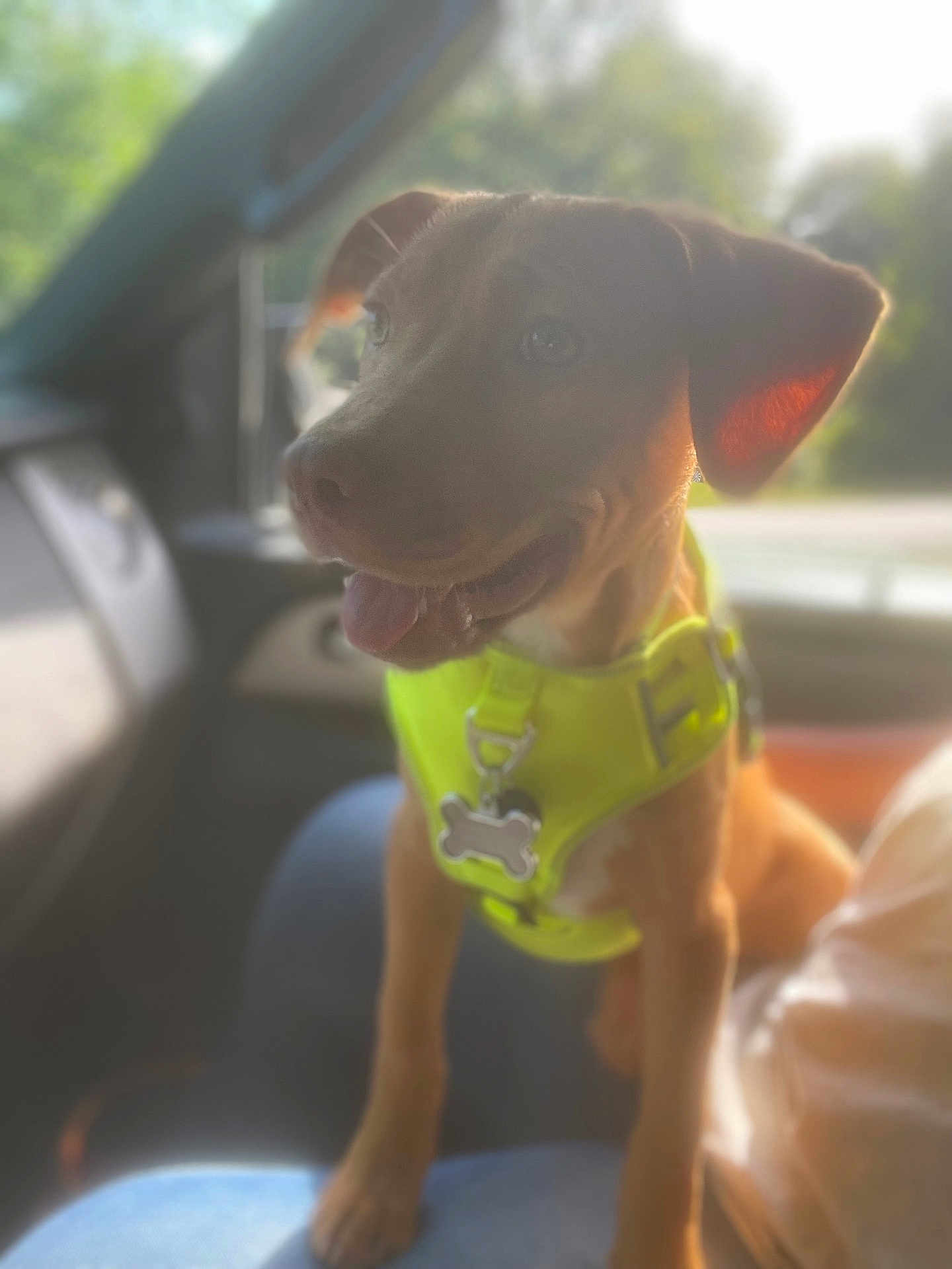 Stan The Man is registered to the contest to win money with this photo: dog, pet, harness, car, sunlight, animal, canine, inside, seat, happy, ears, tongue, brown, collar, window, nature, outdoor, blur, transportation, companion