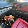 Stan The Man is registered to the contest to win money with this photo: dog, puppy, car_interior, red_leather_seat, green_harness, water_bottle, sunlight, window, car_door, floor_mat, happy, tongue_out, pet, vehicle, seat, seat_belt, playful, domestic_animal, young_dog, inside_car