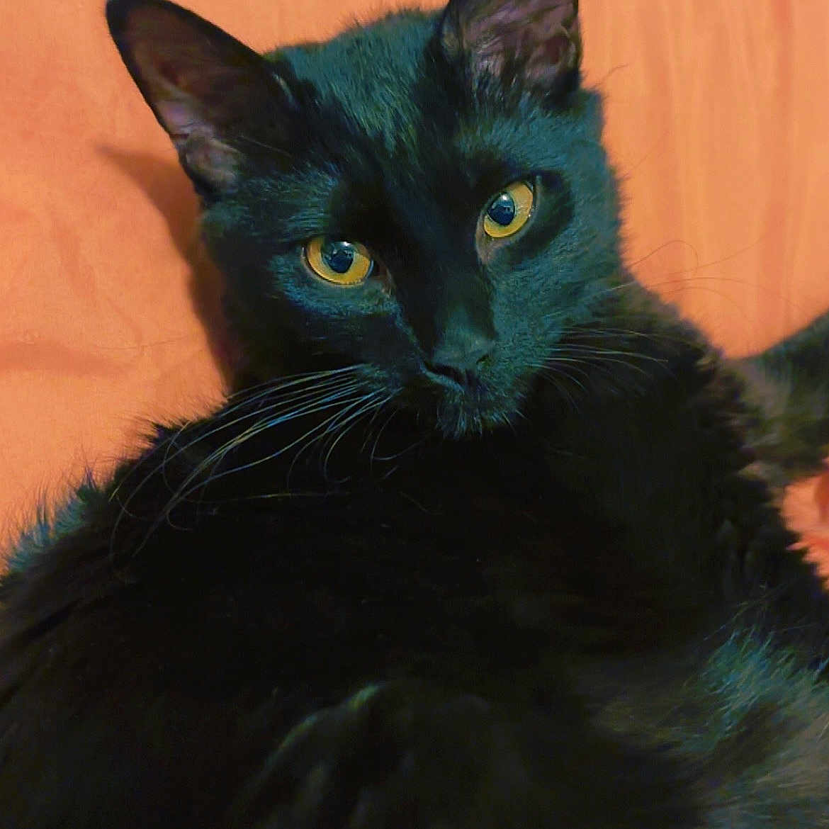 Ollie is registered to the contest to win money with this photo: black_cat, cat, pet, animal, feline, yellow_eyes, whiskers, close_up, portrait, fur, indoor, relaxed, cute, looking_at_camera, orange_background, soft_light, domestic_cat, mammal, ears, alert