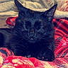 Ollie joined the competition — help win amazing prizes! black_cat, cat, pet, animal, sleeping, resting, cozy, blanket, red_blanket, patterned_blanket, soft_texture, indoor, feline, whiskers, ears, cute, domestic_animal, closeup, comfort, relaxation