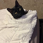 Ollie joined the competition — help win amazing prizes! black_cat, cat, quilt, blanket, bed, cozy, indoor, pet, fur, animal, yellow_eyes, whiskers, resting, curious, warm, domestic_cat, sleepy, comfort, cute, wrapped