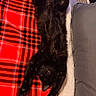 Ollie joined the competition — help win amazing prizes! cat, black_cat, stretching, sleeping, plaid_blanket, red_blanket, cozy, tattoo, arm, bed, pillow, furry, relaxed, indoor, pet, animal, resting, soft, comfort, feline