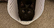 Ollie joined the competition — help win amazing prizes! black_cat, cat, laundry_basket, white_basket, carpet, indoor, pet, curious, wide_eyes, feline, animal, domestic_cat, looking_up, cozy, floor, plastic_basket, shadow, cute, home, resting