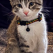Sox is registered to the contest to win money with this photo: animal, bell, blanket, cat, collar, cozy, curious, cute, ears, eyes, feline, fur, indoor, kitten, pet, portrait, sitting, striped, whiskers, young
