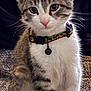 animal, bell, blanket, cat, collar, cozy, curious, cute, ears, eyes, feline, fur, indoor, kitten, pet, portrait, sitting, striped, whiskers, young