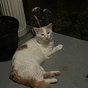 Hippie is registered to the contest to win money with this photo: cat, animal, pet, white_cat, tan_cat, porch, concrete, plant_pot, decorative_statue, angel_statue, outdoor, night, relaxed, lying_down, feline, domestic_cat, quiet, resting, fur, whiskers