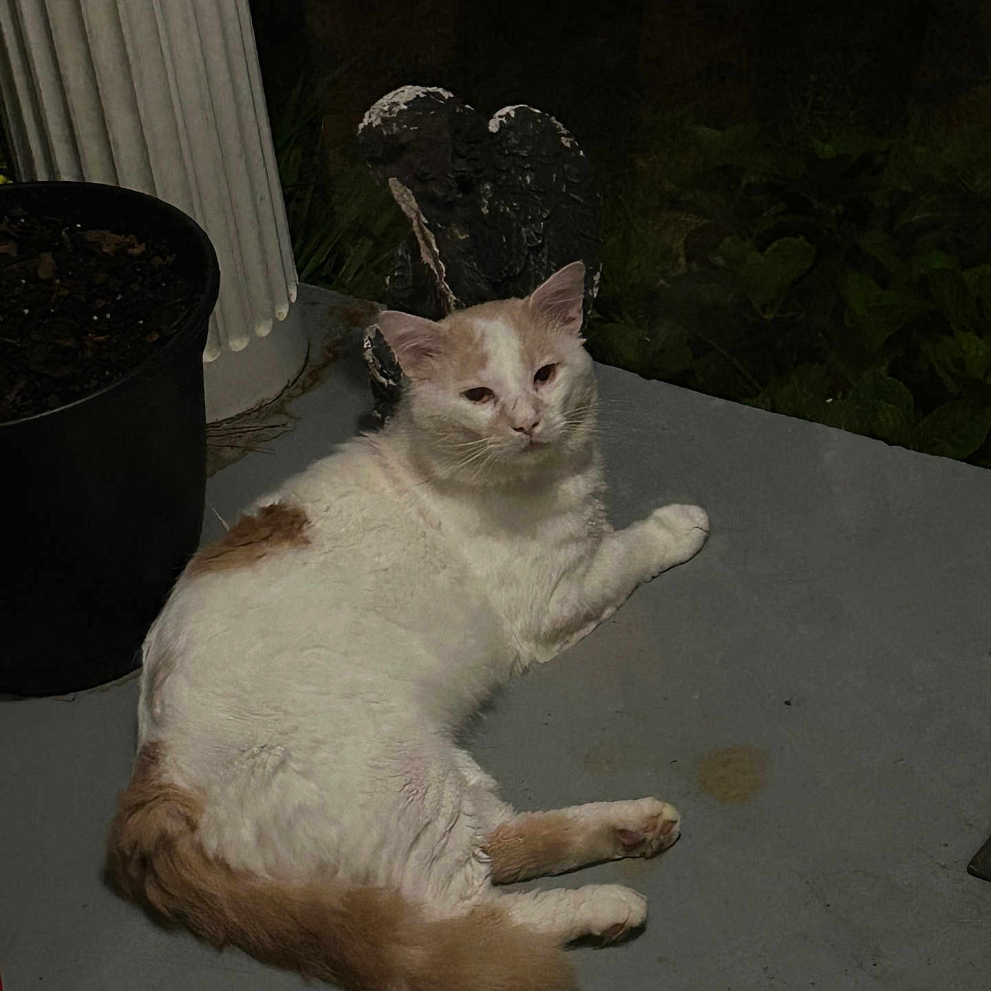 Hippie is registered to the contest to win money with this photo: angel_statue, animal, cat, concrete, decorative_statue, domestic_cat, feline, fur, lying_down, night, outdoor, pet, plant_pot, porch, quiet, relaxed, resting, tan_cat, whiskers, white_cat