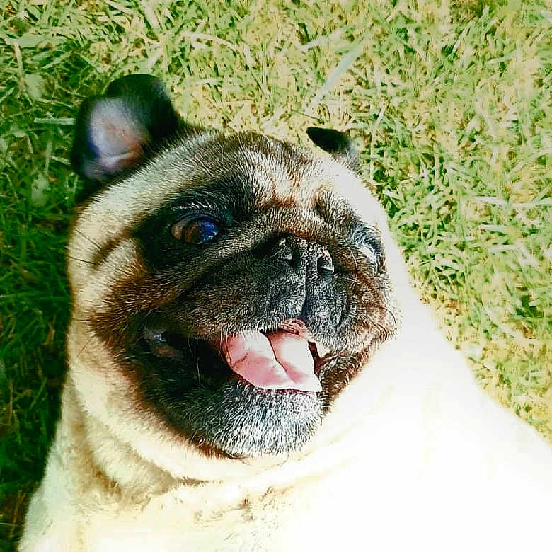 Maya a rejoint le concours — aidez-le/la à gagner de superbes lots ! animal, bear, bird, bodypart, bulldog, canine, dog, frenchbulldog, grass, green, lawn, mouth, person, pet, pitbull, plant, pug, puppy, teeth, tongue